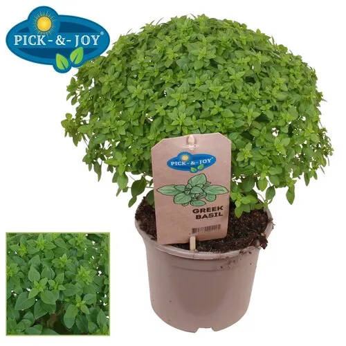 JUNAVERA Ocimum basilicum Greek Basil | 14 cm pot | 30 cm hoog