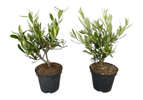 Junai.nl Olea europaea struikvorm | 30 cm hoog | 12 cm pot