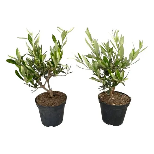 Junai.nl Olea europaea struikvorm | 30 cm hoog | 12 cm pot