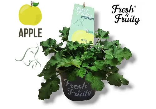 Junai.nl Pelargonium geurend Apple Fresh | 20 cm hoog | 12 cm pot