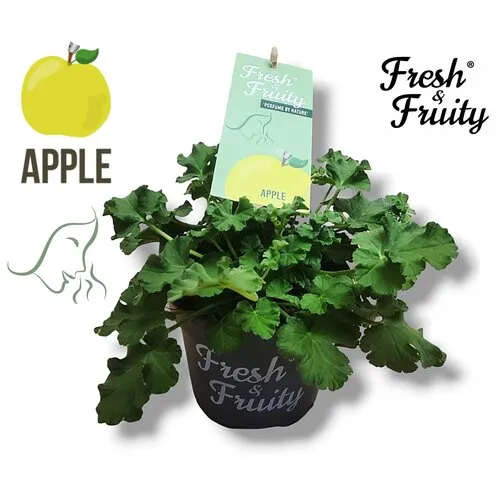 Junai.nl Pelargonium geurend Apple Fresh | 20 cm hoog | 12 cm pot