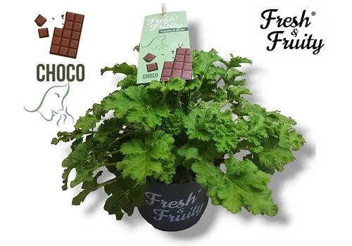 Junai.nl Pelargonium geurend Choco Fresh | Chocolade geur | 12 cm pot | 20 cm hoog | Per stuk