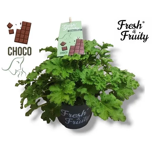 Junai.nl Pelargonium geurend Choco Fresh | Chocolade geur | 12 cm pot | 20 cm hoog | Per stuk