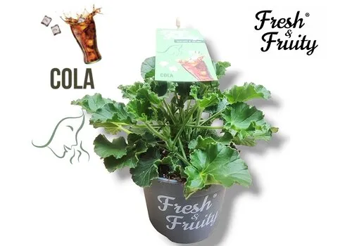 Junai.nl Pelargonium Cola Fresh | Cola geur | 20 cm hoog | 12 cm pot