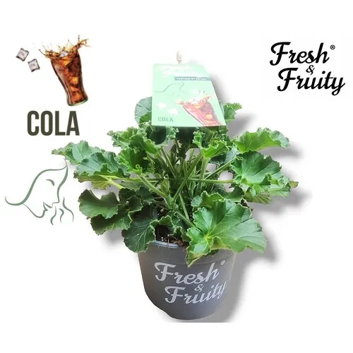 Junai.nl Pelargonium Cola Fresh | Cola geur | 20 cm hoog | 12 cm pot