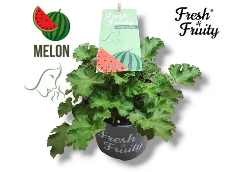 Junai.nl Pelargonium geurend Melon Fresh | Meloen geur | 20 cm hoog | 12 cm pot