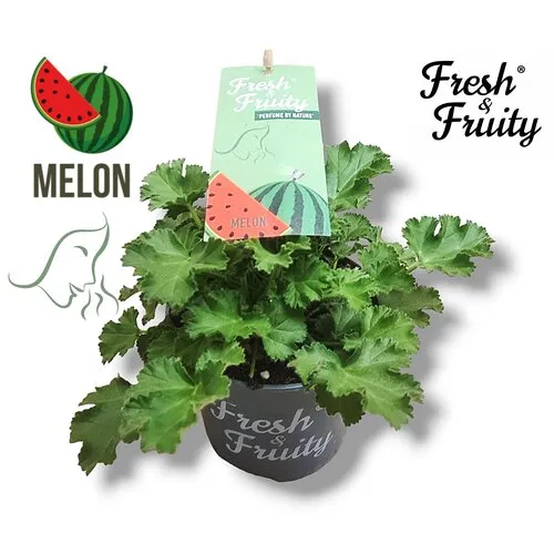 Junai.nl Pelargonium geurend Melon Fresh | Meloen geur | 20 cm hoog | 12 cm pot