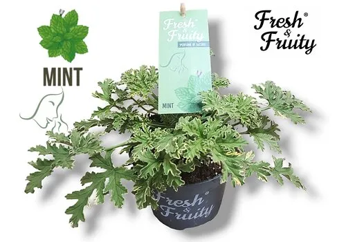 Junai.nl Pelargonium geurend Mint Fresh | Munt geur | 20 cm hoog | 12 cm pot