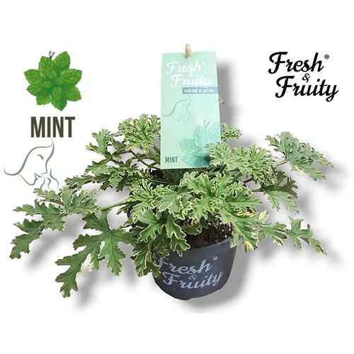 Junai.nl Pelargonium geurend Mint Fresh | Munt geur | 20 cm hoog | 12 cm pot