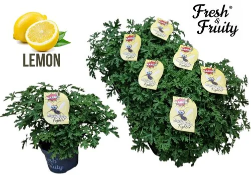 Junai.nl Pelargonium graveolens Mosquito Fighter | 12 cm pot | 25 cm hoog