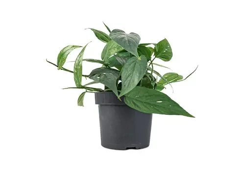 Junai.nl Epipremnum pinnatum 'Cebu Blue' | 12 cm pot | 20 cm hoog