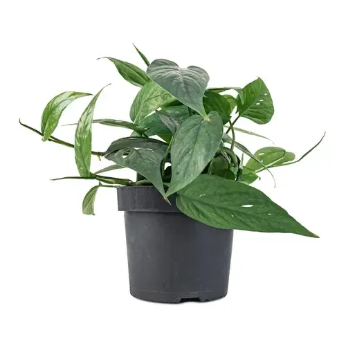 Junai.nl Epipremnum pinnatum 'Cebu Blue' | 12 cm pot | 20 cm hoog