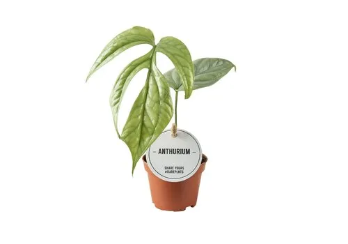 Junai.nl Monstera Amydrium medium | 6 cm pot | 12 cm hoog