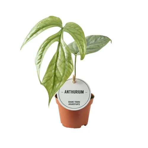 Junai.nl Monstera Amydrium medium | 6 cm pot | 12 cm hoog