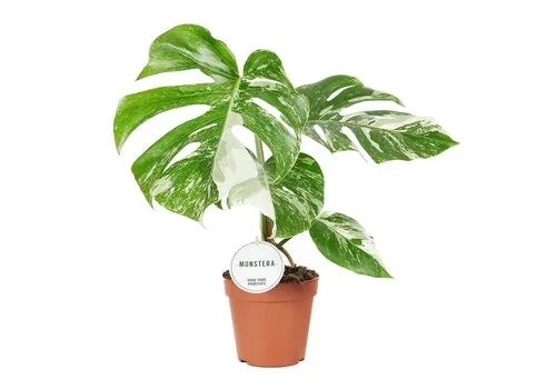 Junai.nl Monstera deliciosa Variegata | pot 15 cm | 50 cm hoog