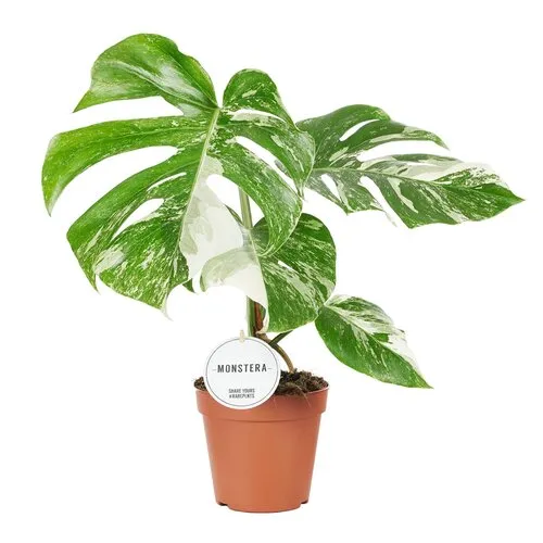 Junai.nl Monstera deliciosa Variegata | pot 15 cm | 50 cm hoog