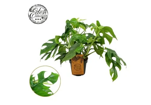Junai.nl Monstera Minima | 12 cm pot | 30 cm hoog