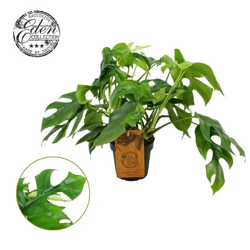 Junai.nl Monstera Minima | 12 cm pot | 30 cm hoog