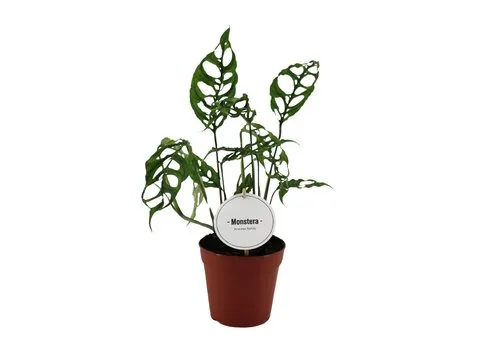 Junai.nl Monstera obliqua Peru | 12 cm pot | 35 cm hoog