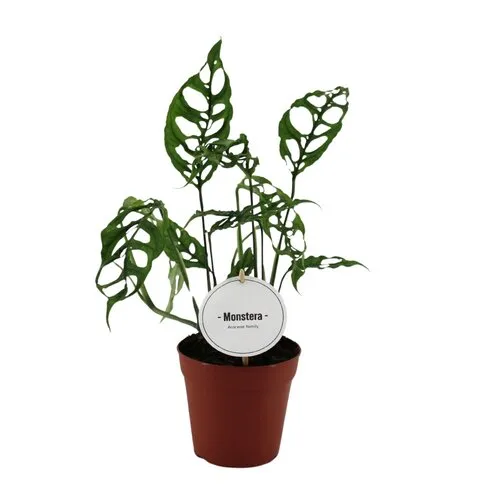 Junai.nl Monstera obliqua Peru | 12 cm pot | 35 cm hoog