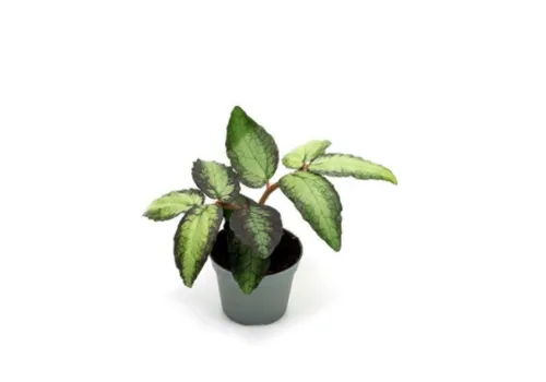 Junai.nl Pellionia repens 6 cm pot | 12 cm hoog