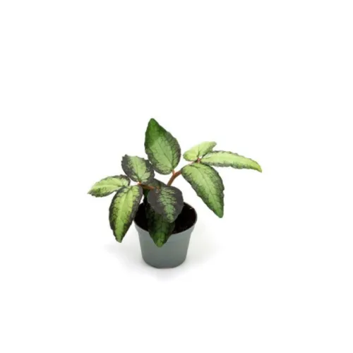 Junai.nl Pellionia repens 6 cm pot | 12 cm hoog