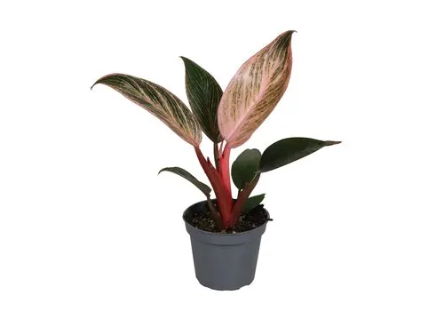 Junai.nl Philodendron Pink Bikini | 6 cm pot | 10 cm hoog