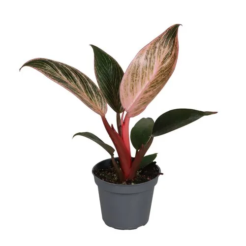 Junai.nl Philodendron Pink Bikini | 6 cm pot | 10 cm hoog