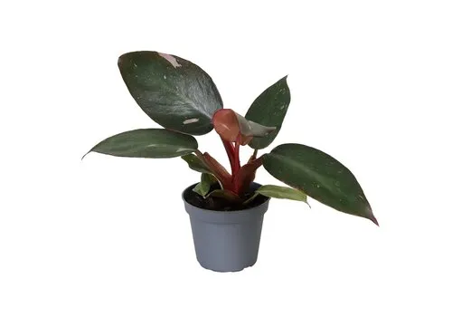Junai.nl Philodendron Pink Princess | 6 cm pot | 12 cm hoog