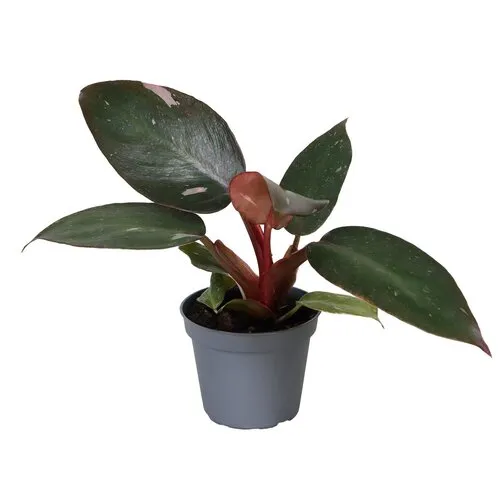 Junai.nl Philodendron Pink Princess | 6 cm pot | 12 cm hoog