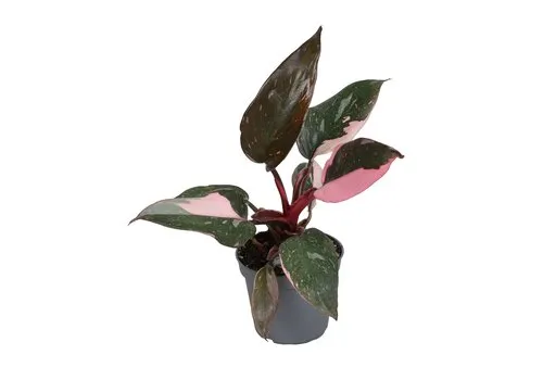 Junai.nl Philodendron Pink Princess M | 5 cm pot | 12 cm hoog