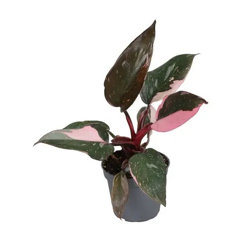 Junai.nl Philodendron Pink Princess M | 5 cm pot | 12 cm hoog
