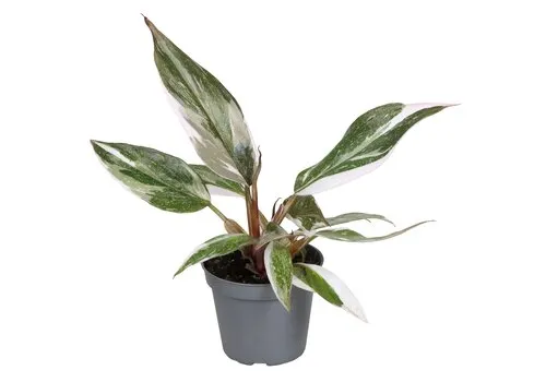 Junai.nl Philodendron Red Anderson | 6 cm pot | 10 cm hoog