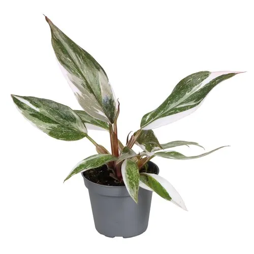 Junai.nl Philodendron Red Anderson | 6 cm pot | 10 cm hoog