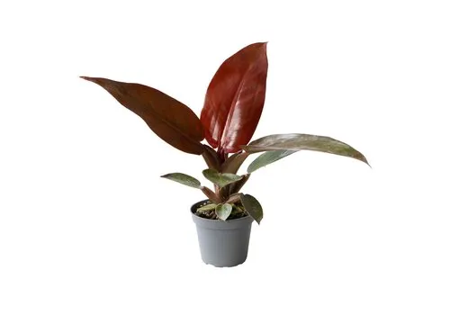 Junai.nl Philodendron Red Sun | 6 cm pot | 10 cm hoog