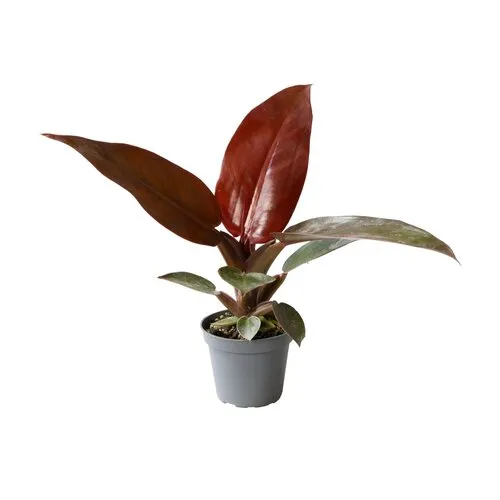 Junai.nl Philodendron Red Sun | 6 cm pot | 10 cm hoog
