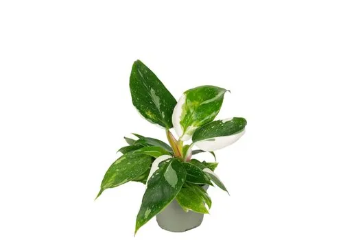 Junai.nl Philodendron White Princess | 6 cm pot | 15 cm hoog
