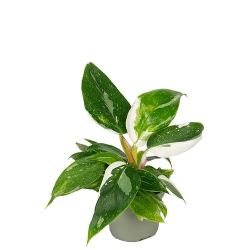 Junai.nl Philodendron White Princess | 6 cm pot | 15 cm hoog