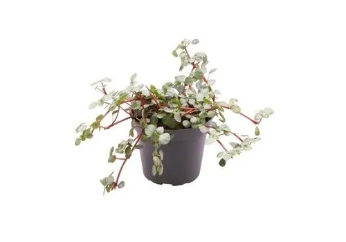 Junai.nl Pilea glaucophylla 'Greyzy' | 6 cm pot | 12 cm hoog