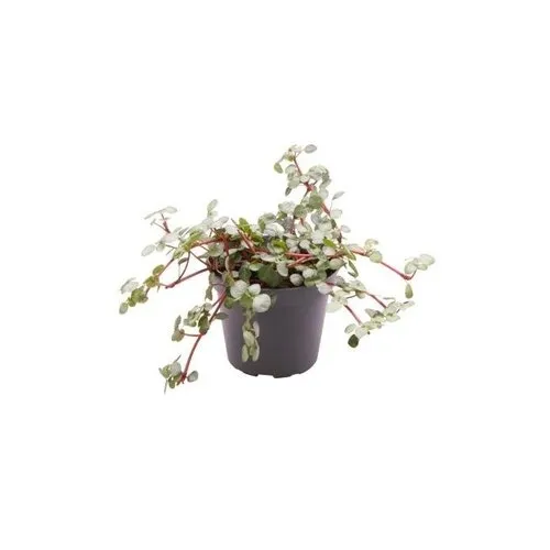 Junai.nl Pilea glaucophylla 'Greyzy' | 6 cm pot | 12 cm hoog