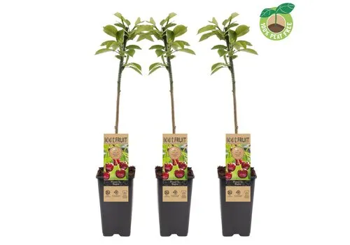 Junai.nl Prunus avium Regina | Kersenboom | 50 cm hoog | 15 cm pot
