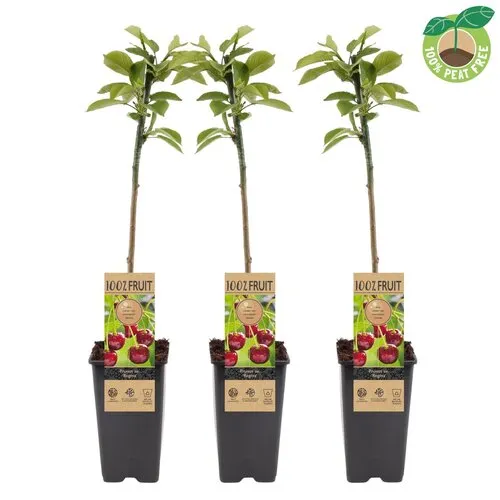 Junai.nl Prunus avium Regina | Kersenboom | 50 cm hoog | 15 cm pot