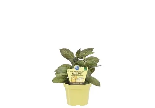 Junai.nl Cheese | Eetbare kaasplant | 15 cm hoog | 12 cm pot