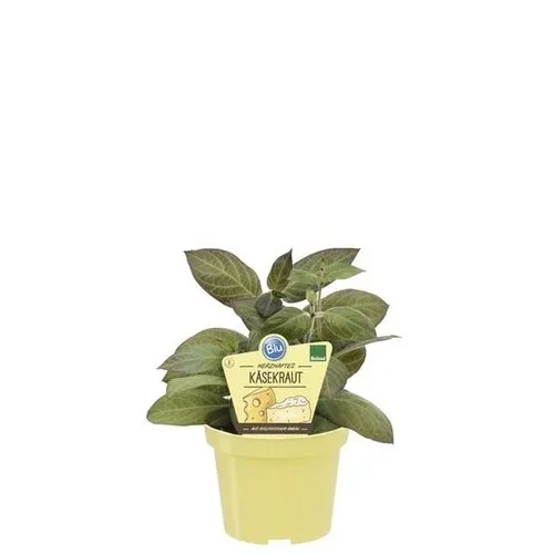 Junai.nl Cheese | Eetbare kaasplant | 15 cm hoog | 12 cm pot