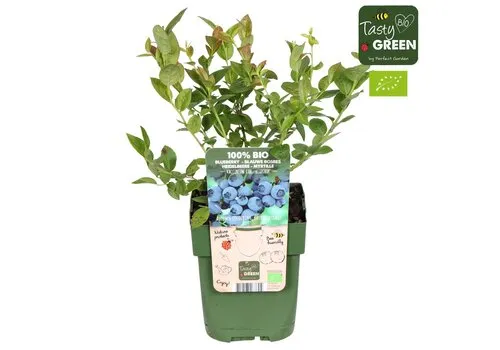 Junai.nl BIO Vaccinium corymbosum 'Bluecrop' | Blauwe bes | 13 cm pot | 30 cm hoog