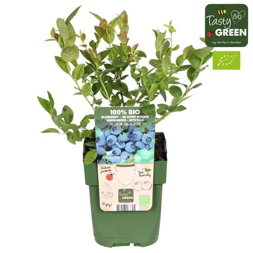 Junai.nl BIO Vaccinium corymbosum 'Bluecrop' | Blauwe bes | 13 cm pot | 30 cm hoog