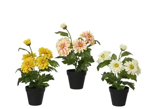 Junai.nl Zinnia gemengde kleuren | Per stuk | 30 cm hoog | 10,5 cm pot