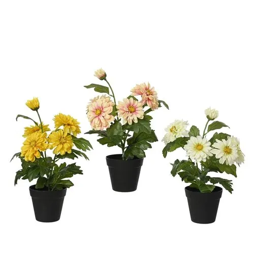 Junai.nl Zinnia gemengde kleuren | Per stuk | 30 cm hoog | 10,5 cm pot