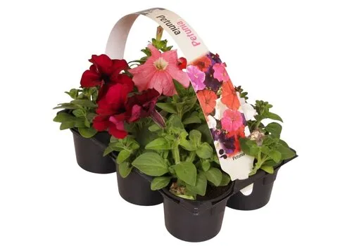 Junai.nl Petunia gemengd | Tray 6 stuks | 15 cm hoog | 9 cm pot