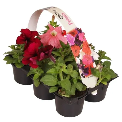 Junai.nl Petunia gemengd | Tray 6 stuks | 15 cm hoog | 9 cm pot